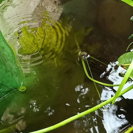 Rovere Dalla Riva Bed & Breakfast Arzene (Pordenone)