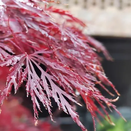 Bed & Breakfast Rovere Dalla Riva 3*