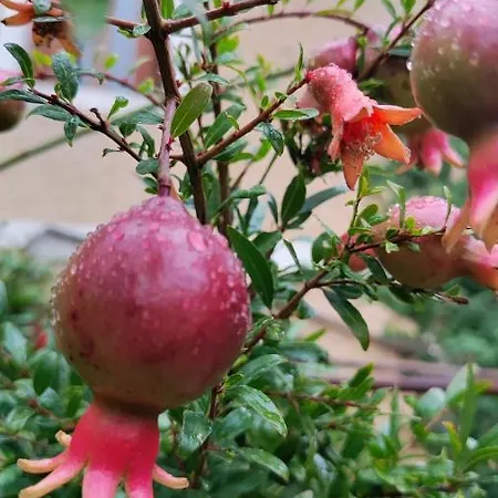 Rovere Dalla Riva Bed & Breakfast Arzene (Pordenone)