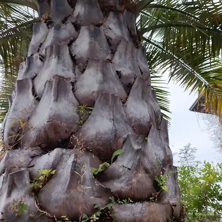 Rovere Dalla Riva Arzene (Pordenone)